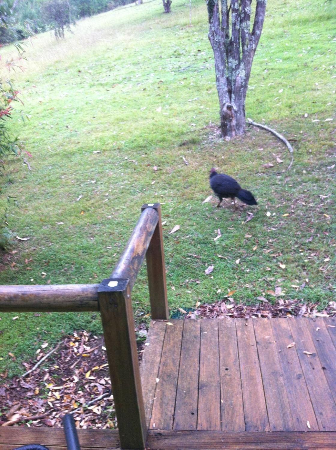 Goldies Place Rainforest Bed and Breakfast-酒店景观