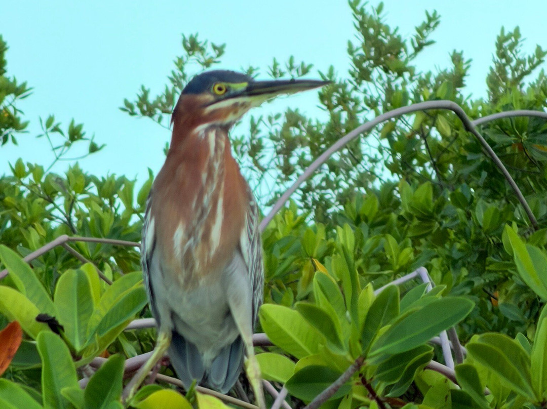Rising Tide Tours-普罗维登西亚莱斯必去景点
