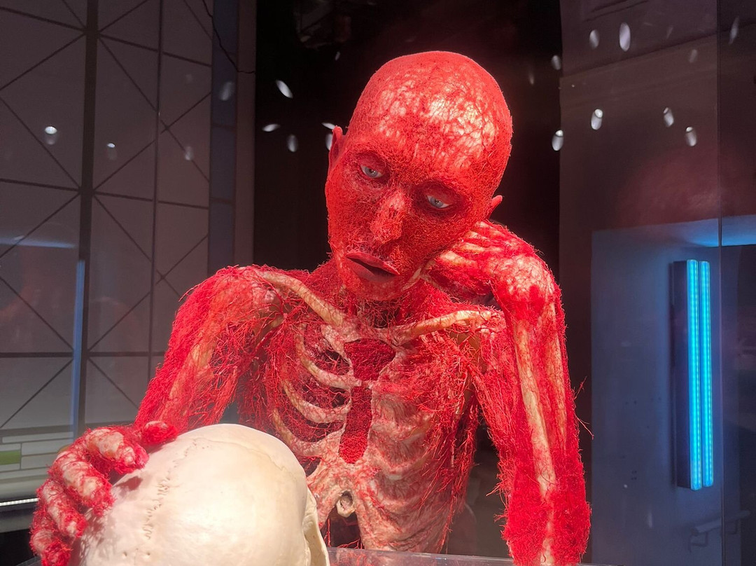 KORPERWELTEN Museum – Anatomie des Glücks-海德尔堡必去景点