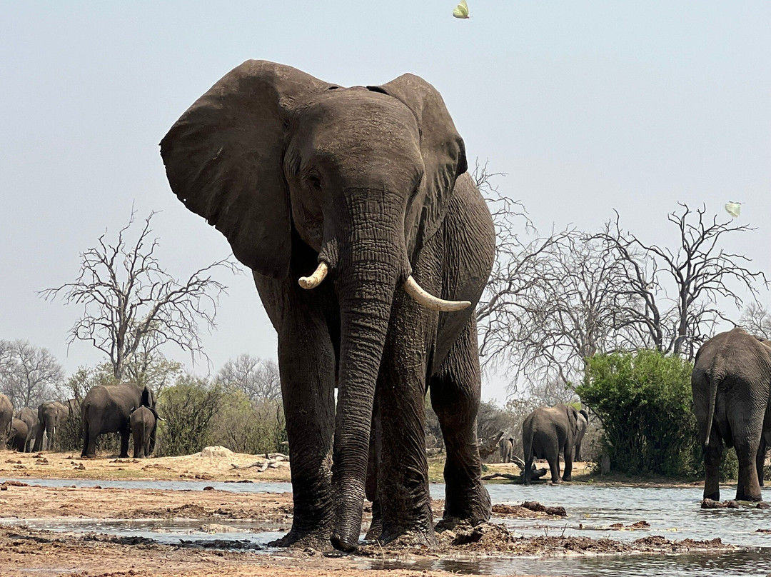 Imvelo Safaris-万盖必去景点