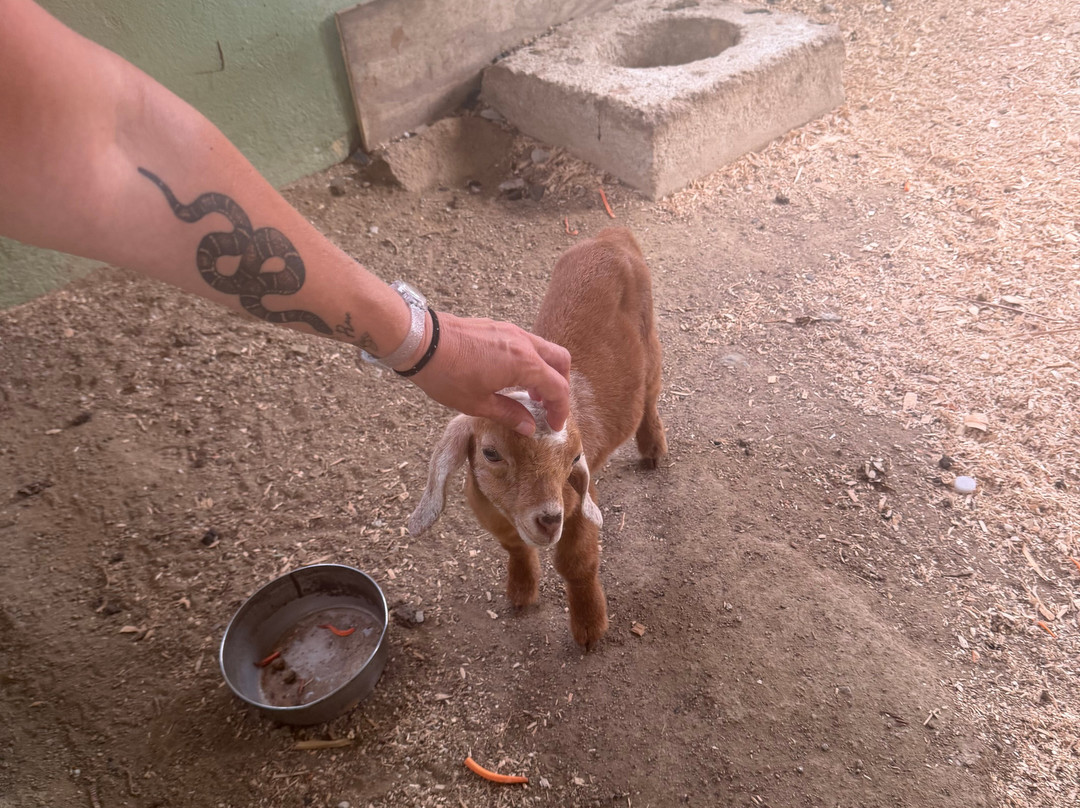 Philip's Animal Garden-Noord必去景点