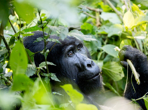 Lush Africa Safaris-坎帕拉必去景点