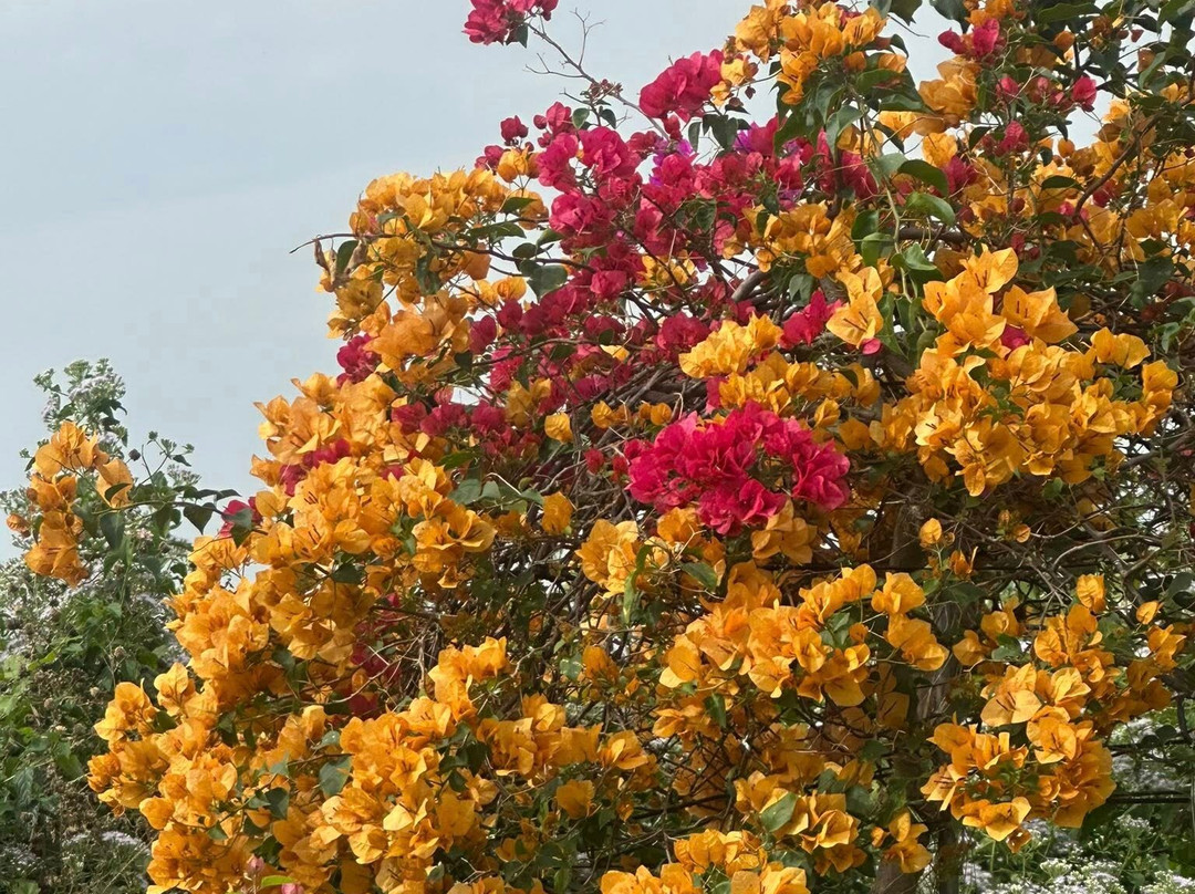 La Bambouseraie À Dong Du-Nghia Thuan必去景点