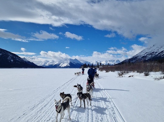 Boreal Kennels-Carcross必去景点