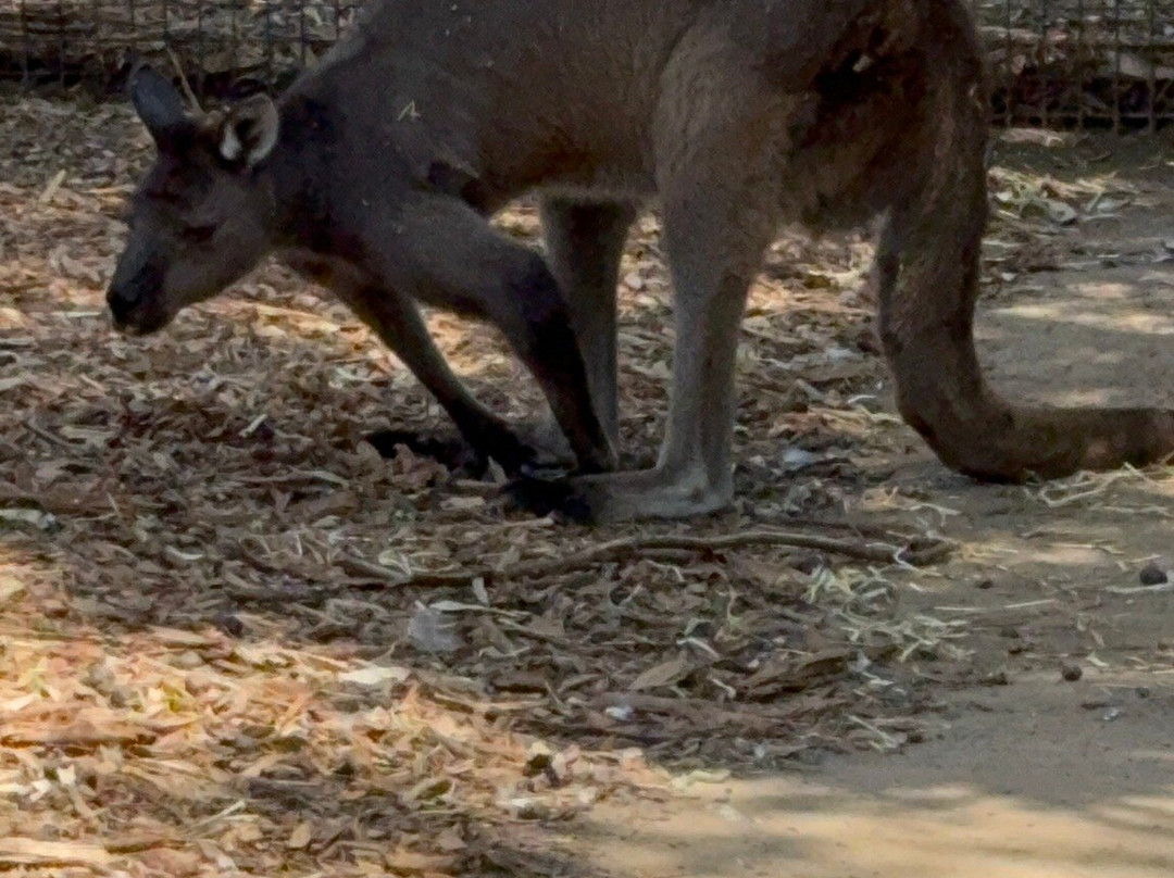 Blue Mountains Tours-格兰布鲁克必去景点