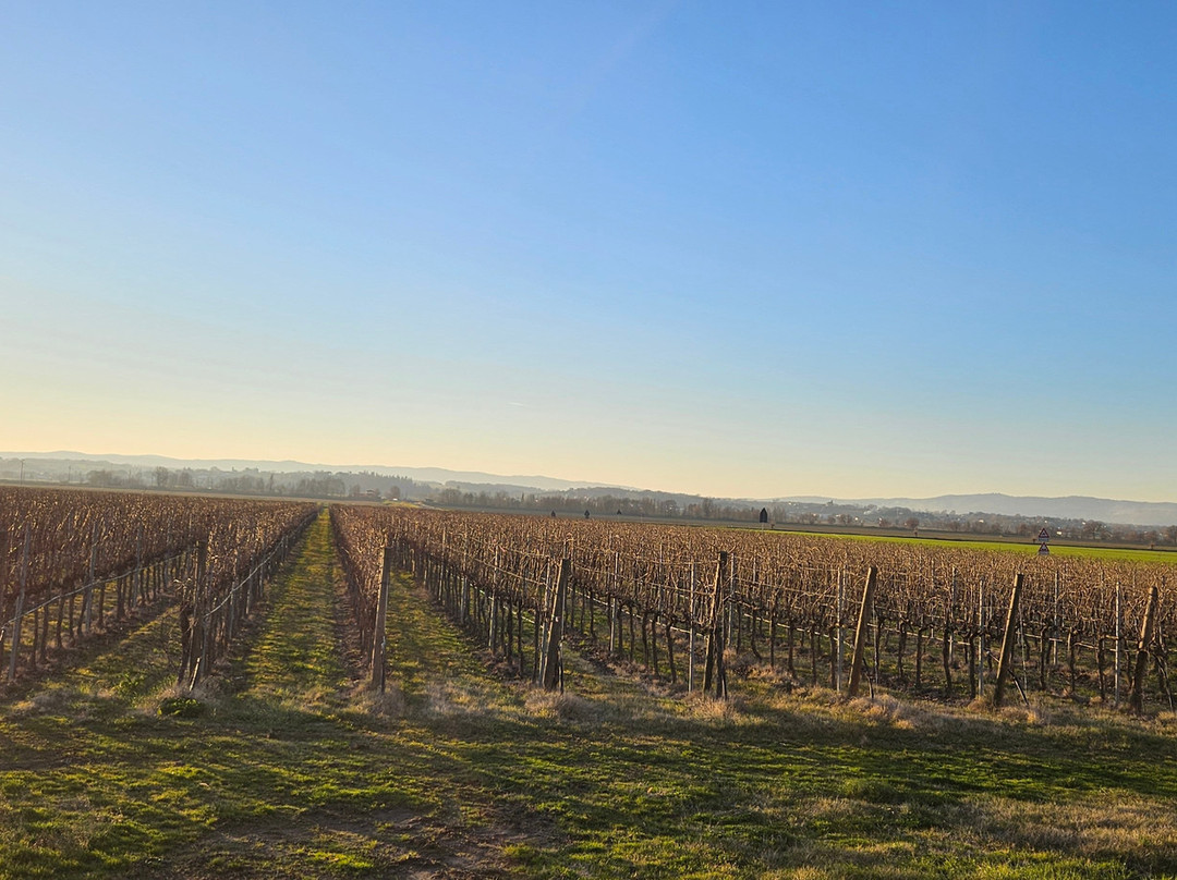 Tenuta di Frassineto-阿雷佐必去景点