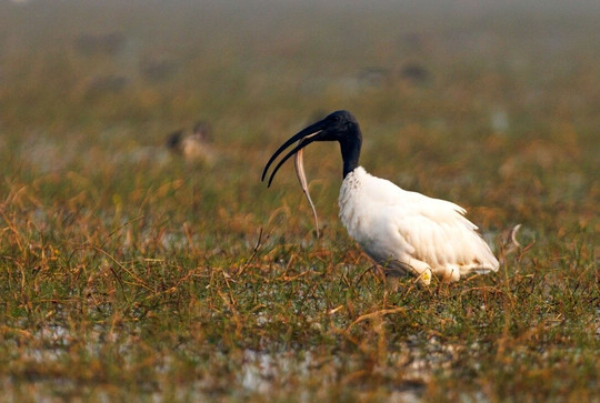 Mangalajodi-Khurda必去景点