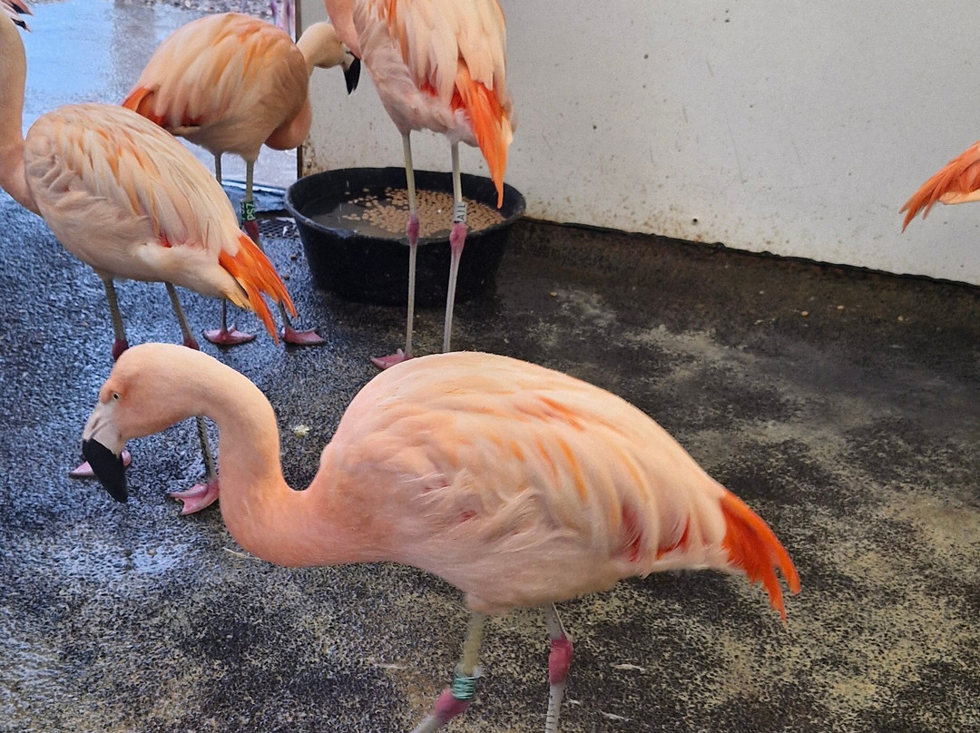 Welsh Mountain Zoo-科尔温湾必去景点