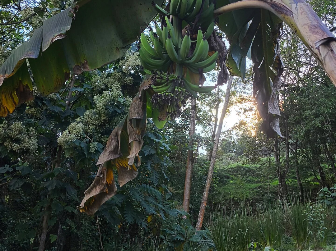 Nuestro Bosque I