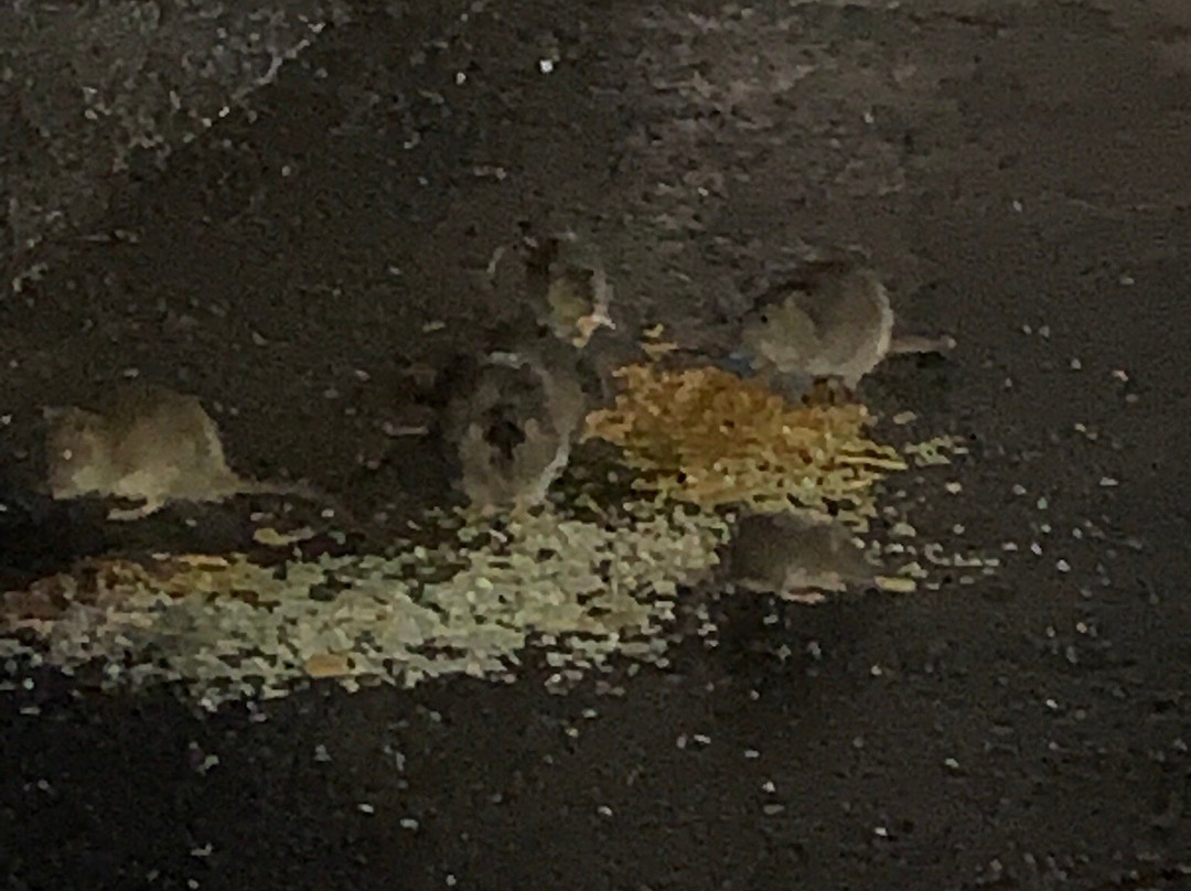 Travelodge Chippenham Leigh Delamere M4 Eastbound主图