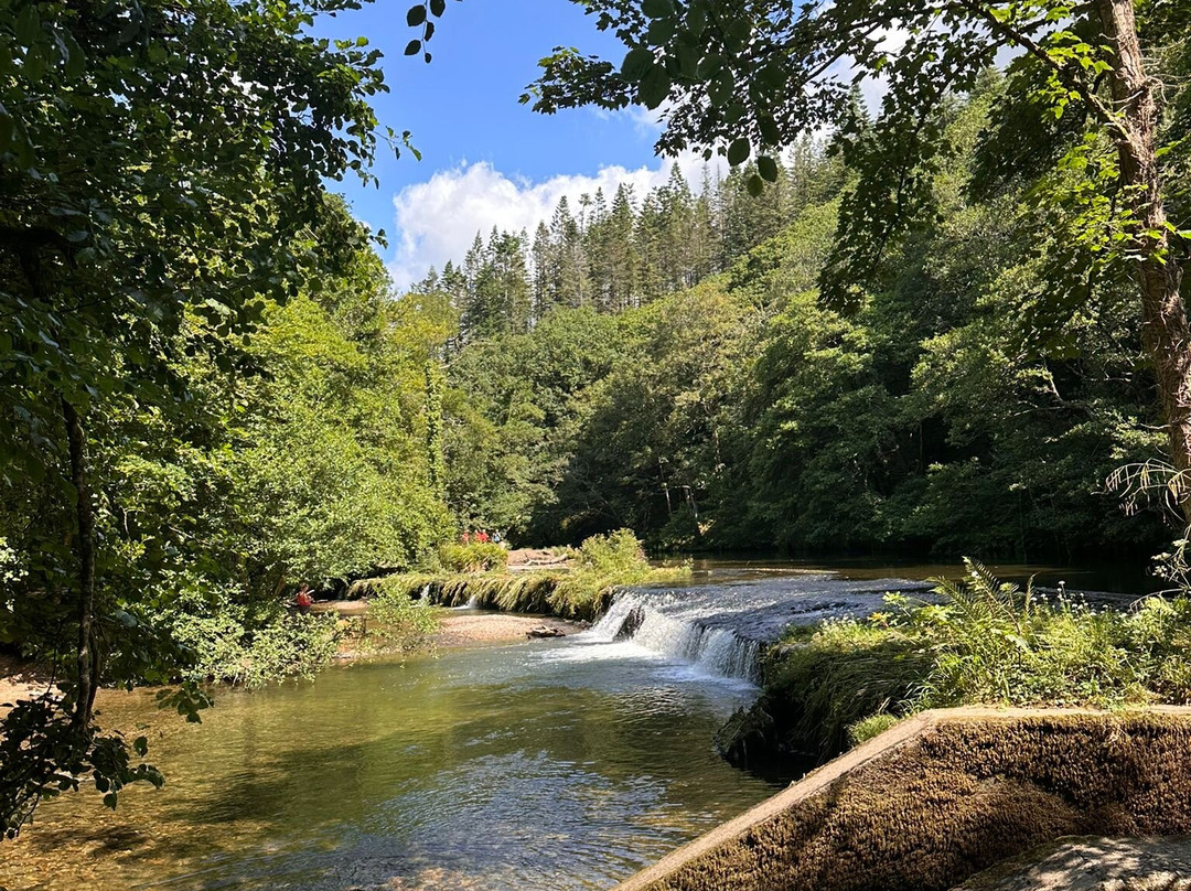 Plymbridge Woods-普利茅斯必去景点