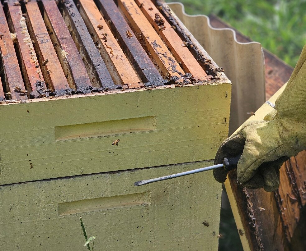 Apiculturismo Maria Mel Novos Aromas