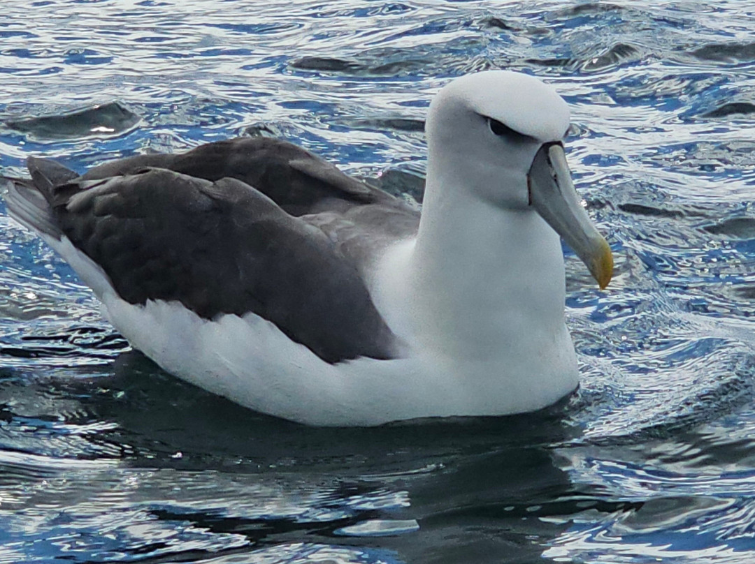 Aihe Wildlife Cruises & Water Taxi-斯图尔特岛必去景点