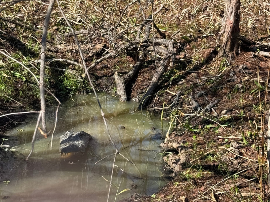 Champagne's Cajun Swamp Tours-布里奥克斯桥必去景点