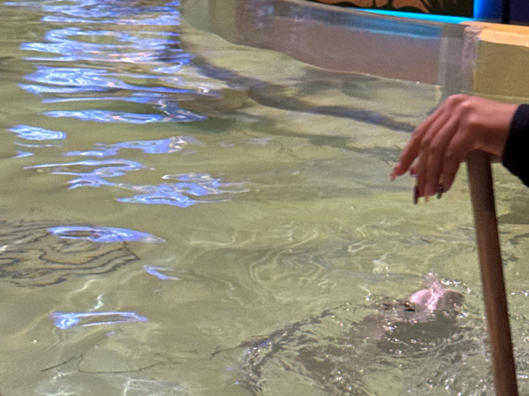 Acuario Michin Guadalajara-瓜达拉哈拉必去景点