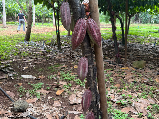 Kamananui Cacao Orchard Tour-瓦胡岛必去景点