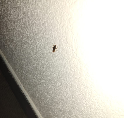 Red Roof Inn Huntington主图