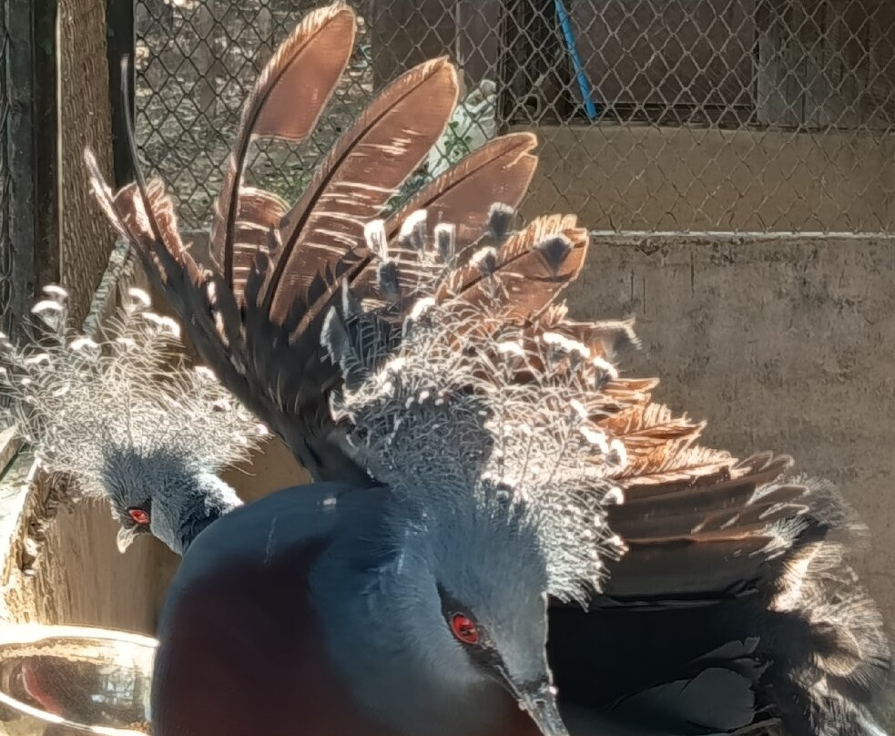 The Bonanza Exotic Zoo-北冲县必去景点