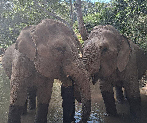 Elephant Sanctuary Care Park-清迈必去景点