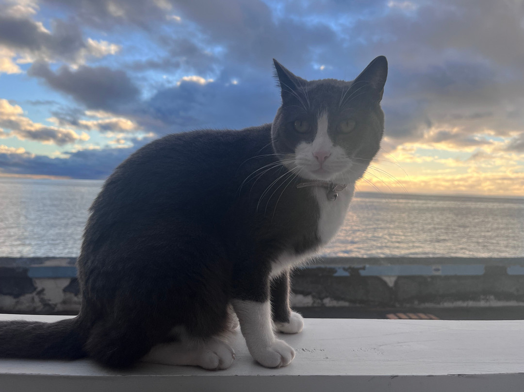 Maktub Pub-Paul do Mar必去景点