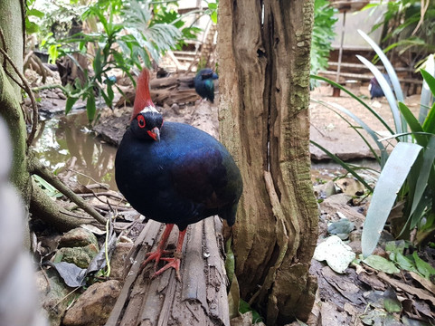 科茨沃尔德野生动物公园和花园-伯福德必去景点