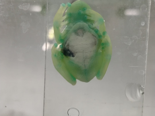 Wikiri Sapoparque-基多必去景点