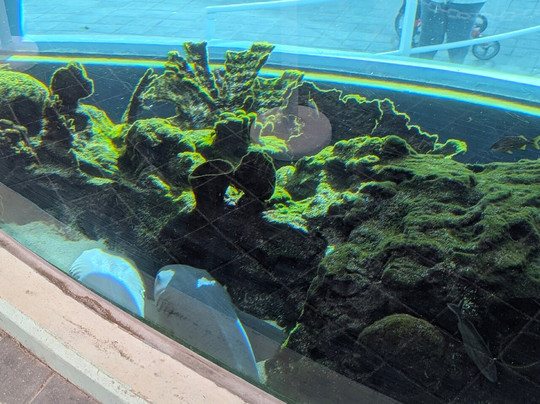 Loggerhead Marinelife Center-朱诺海滩必去景点