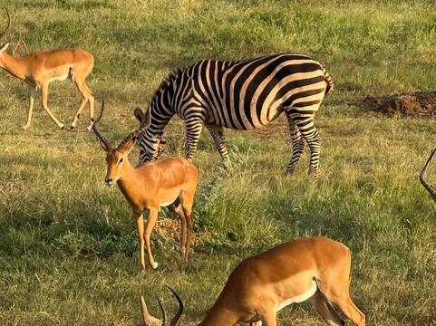 Discovery Kenya con Fragola-瓦塔木必去景点