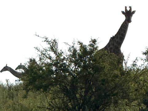 African Safari Group-开普敦必去景点