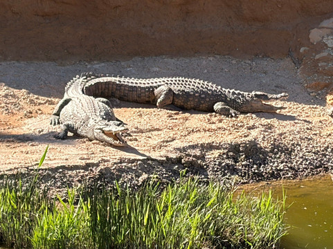 Crocoparc-阿加迪尔必去景点