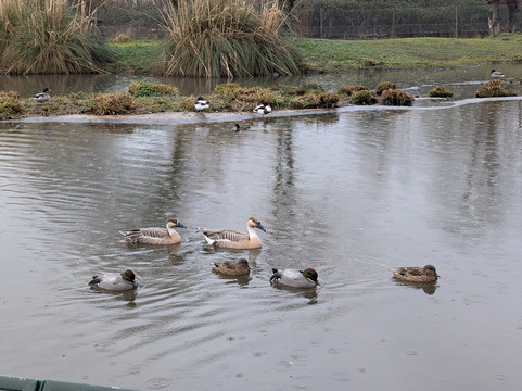 WWT Slimbridge Wetland Centre-Slimbridge必去景点