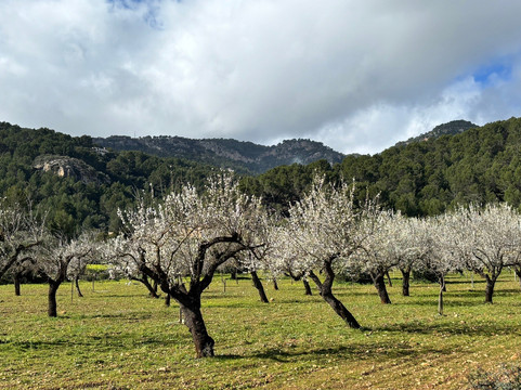 Mallorca Muntanya-索列尔港必去景点