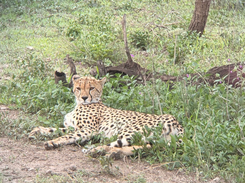 Safari360-莫西必去景点