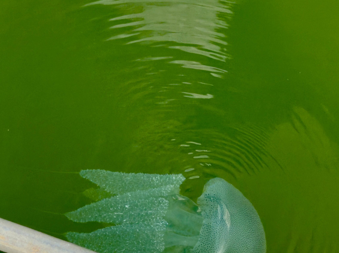 Suduhansa Tours (BoYo)-亚洪加拉必去景点