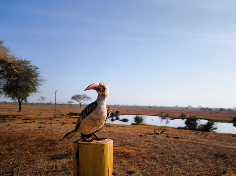 Safari Talk Tours Ltd-蒙巴萨必去景点