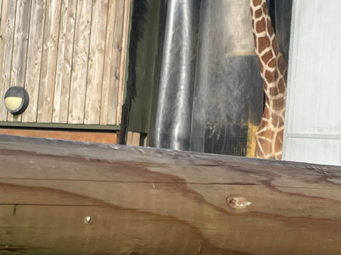 Bristol Zoo Project-Easter Compton必去景点