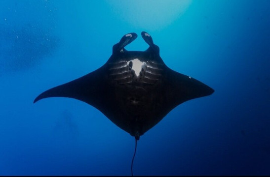 Manta Point-科莫多必去景点