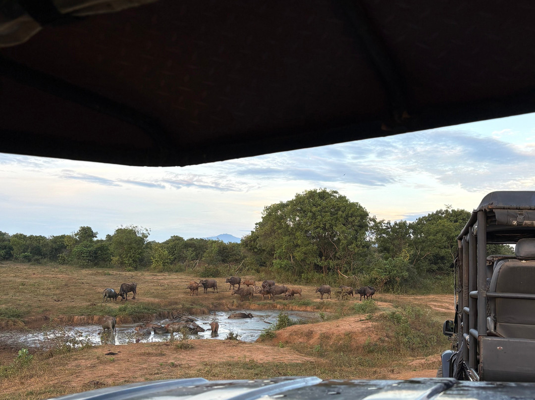 Kavisha Safari Service Udawalawa-乌达瓦拉瓦必去景点