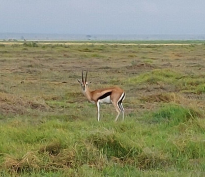 Amboseli National Park-Amboseli Eco-system必去景点