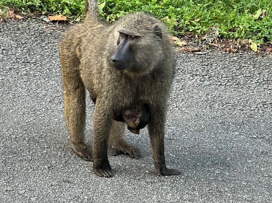 African Gorilla Expeditions-坎帕拉必去景点