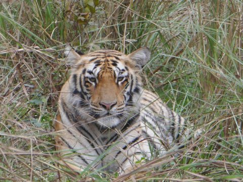 Tigress@ghosri - Tadoba-官方