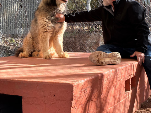 Sedona Wolf Sanctuary-Rimrock必去景点