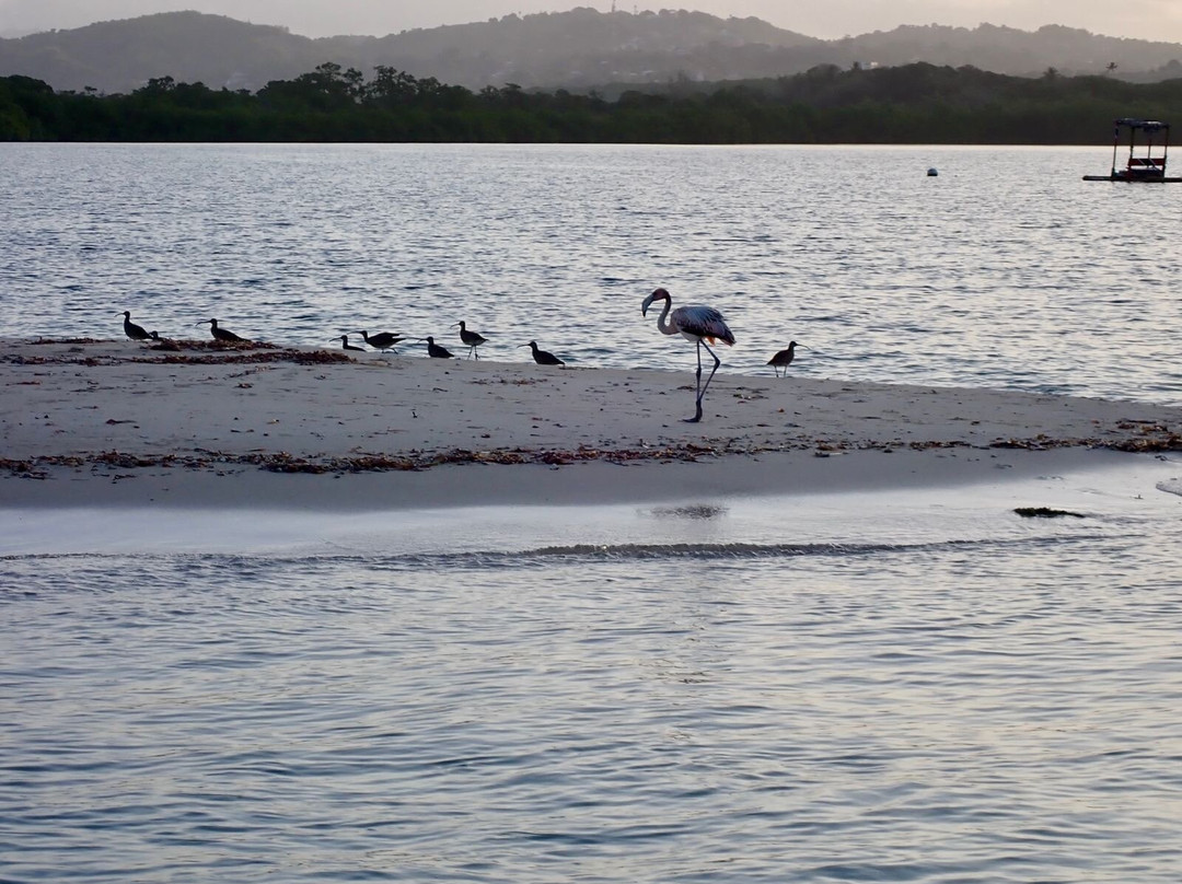 Stand Up Paddle Tobago-Canaan必去景点