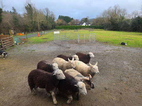 Sheep Smarts-Rathdrum必去景点