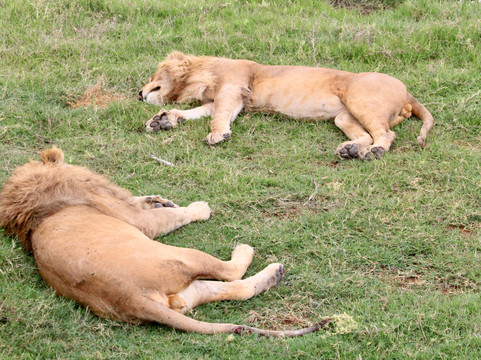 FB Tanzania Expeditions-阿鲁沙必去景点