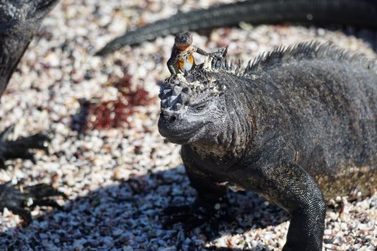 嘉年华酒店-官方