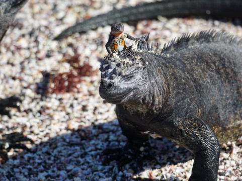 嘉年华酒店主图