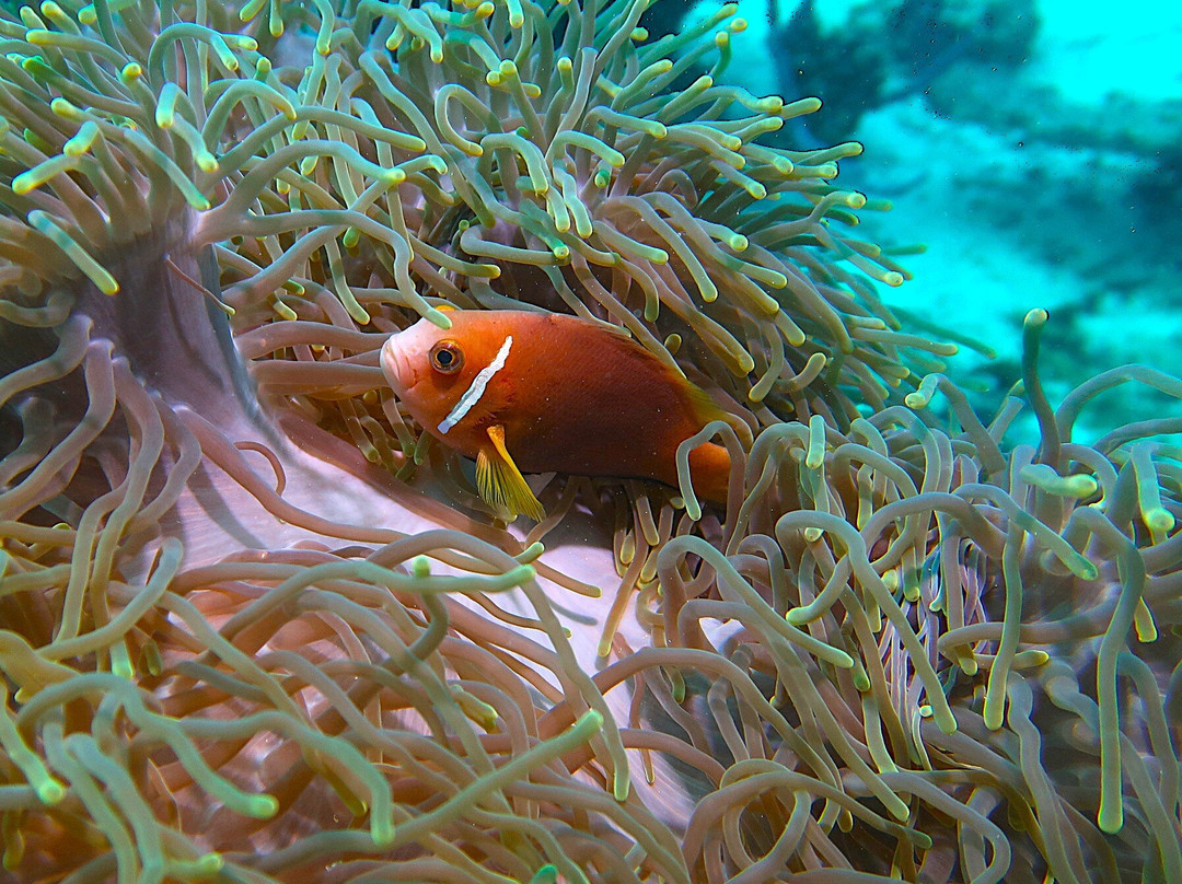 DivePoint Guraidhoo-康杜玛岛必去景点