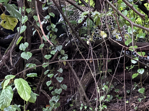 歌珊地非洲游猎之旅-阿鲁沙必去景点