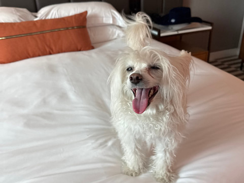 金普顿哈珀酒店主图